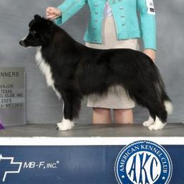 Arrow - Border Collie