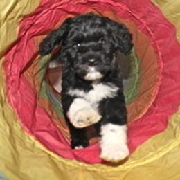 Portuguese Water Dog Puppies from Maritimo Portuguese Water Dogs