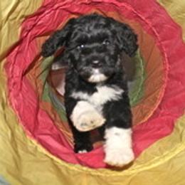 Portuguese Water Dog Puppies from Maritimo Portuguese Water Dogs