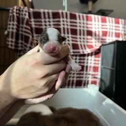 Girl 1 - Red tri-color female Australian Shepherd puppy in Jacksonville, Florida from Solace Australian Shepherds