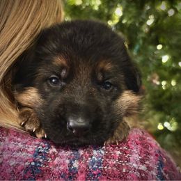 Peter - Black and red male German Shepherd puppy in Grand Junction, Colorado from Sonnenfeld Shepherds