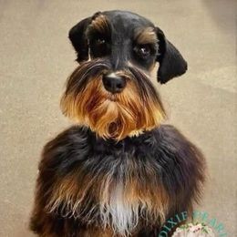 Zep - Miniature Schnauzer