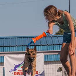 German Shepherds from SeaJay Shepherds