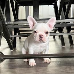 Yeti - White male French Bulldog puppy in Franklin, Pennsylvania from Falco’s Frenchies