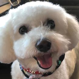 Diamond - Bichon Frise