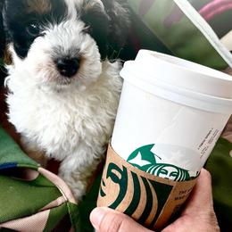 Bernedoodle Puppies from Birdie Bernedoodles