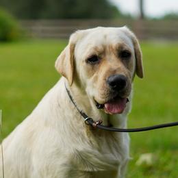 Athena - Labrador Retriever