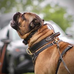 Jiovanni - Cane Corso