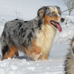 Aussiedoodles, Miniature American Shepherds, and Miniature Australian Shepherds from North Lake Aussies