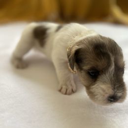 Girl 1 - Parti female Miniature Schnauzer puppy in Lufkin, Texas from Lively Miniature Schnauzers
