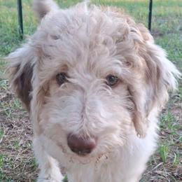 Eloise - Brown merle female Aussiedoodle puppy in Grand Saline, Texas from Aussies Acre