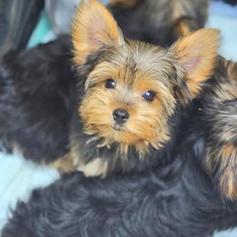 Rocko - Black and tan male Yorkshire Terrier puppy in Thornville, Ohio from My precious yorkies