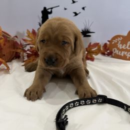 Black - Yellow male Labrador Retriever puppy in Newton Grove, North Carolina from Wayalife Labradors & Gsp’s