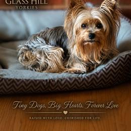 Yorkshire Terrier puppies from Glass Hill Yorkies