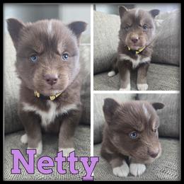 Netty - Red and white female Siberian Husky puppy in Wheeler, Michigan from Haase Family Kennels