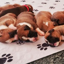 Boxer Puppies from Elevated Boxers
