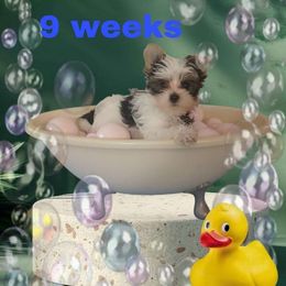Blue Boy - Parti male Yorkshire Terrier puppy in Inverness, Florida from Luvayorkie&more