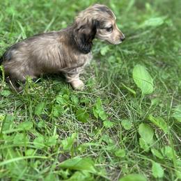 Dachshund Puppies from The long dogs of indiana