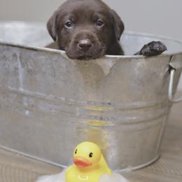 Labrador Retriever Puppies from AGL Retrievers