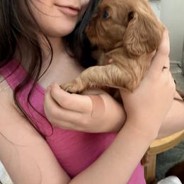 Cavalier King Charles Spaniel and Cavapoo Puppies from Unicorn Tears and Cavaliers