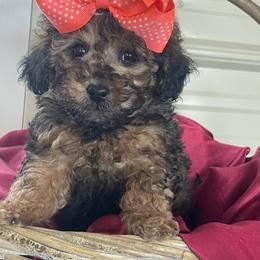 Apple STrudel - Phantom female Goldendoodle puppy in Cherry Tree, Pennsylvania from Plum Creek Acres Next Generation