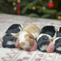 Cavalier King Charles Spaniel and Cavapoo Puppies from Red Skye Cavaliers and Cavapoos