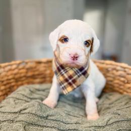 Bradford - Parti male Goldendoodle puppy in Sulphur, Louisiana from Curly Q’s Of Carlyss