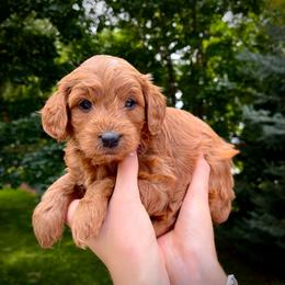 Coral - Red  female Goldendoodle puppy in Sugar City, Idaho from Idaho Sugar Doodle Pups
