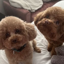 Poodles from Bri’s Toy Poodles