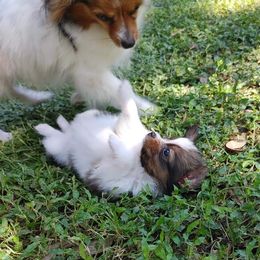 Papillon Puppies from Longwing Kennel