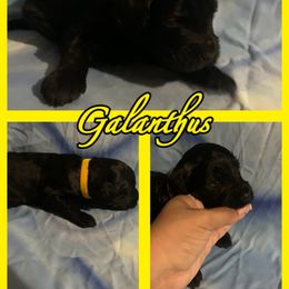 Galanthus - Goldendoodle puppy from Zona’s Teddybear GoldenDoodles