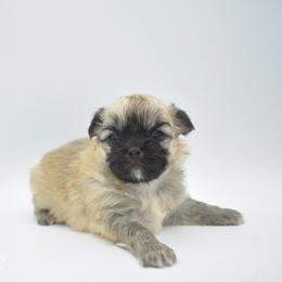 Kringle- AKC - Black sabled fawn male Chihuahua puppy in Bulls Gap, Tennessee from Smokey Mountain Chihuahuas