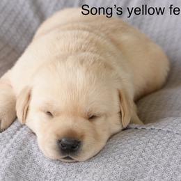 Girl 1 - Yellow female Labrador Retriever puppy in Mississippi from Sure Shot English Labs
