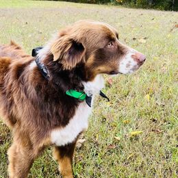 Australian Shepherds from Ugly Creek Aussies