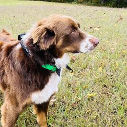 Australian Shepherds from Ugly Creek Aussies