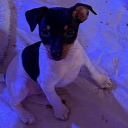 Pup A - White black and tan male Toy Fox Terrier puppy in Clermont, Florida from Debbie Hiles's Toy Fox Terriers