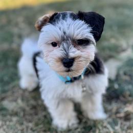 Stella - Miniature Schnauzer
