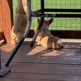 Pembroke Welsh Corgis from Covey Creek Corgis