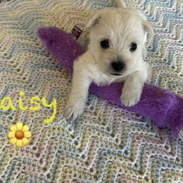 West Highland White Terrier Puppies from Westend Westies
