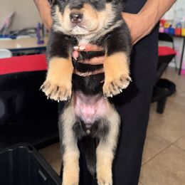 Girl 4 - Black tan and white female Siberian Husky puppy in Rancho Cucamonga, California from Rice Breeders