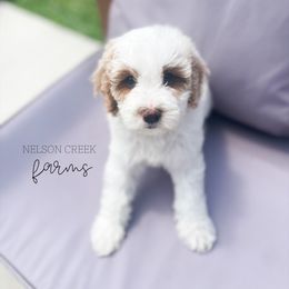 Robinhood - Parti male Maltipoo puppy in Huntsville, Texas from Nelson Creek Farms