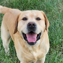 Bourbon - Labrador Retriever