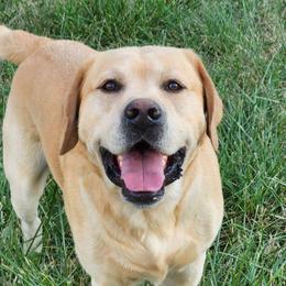 Bourbon - Labrador Retriever