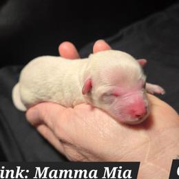 Mamma Mia - White female Maltipoo puppy in Sahuarita, Arizona from Cowgirl's Legacy Maltipoos