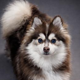Dimitri - Pomsky