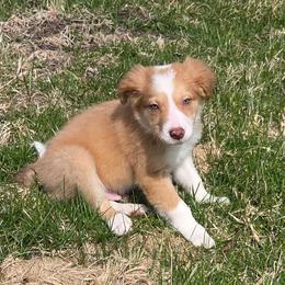 Rowen - Saddleback sable male Border Collie puppy in Gary, Indiana from Lake Ridge Border Collies