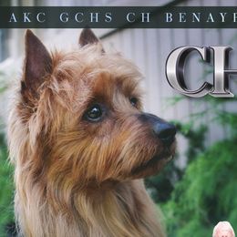 Australian Terriers from Djinda Australian Terriers