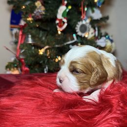 Buddy the elf - Blenheim male Cavalier King Charles Spaniel puppy in Sandy, Utah from Wasatch Cavaliers