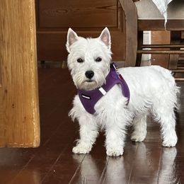 West Highland White Terrier All Grown Up from Dixieland Westies