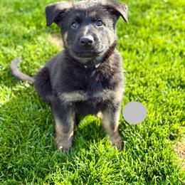 Forge - Bi-color male German Shepherd puppy in Medical Lake, Washington from Nine Realms German Shepherds